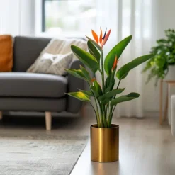 Hot Papegojblomma - Strelitzia reginea - Höjd 25-40cm - ⌀9cm Krukväxter Inomhus