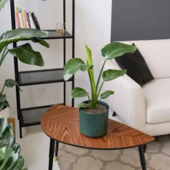 Hot Papegojblomma - Strelitzia reginea - Höjd 25-40cm - ⌀9cm Krukväxter Inomhus