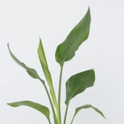 Hot Papegojblomma - Strelitzia reginea - Höjd 25-40cm - ⌀9cm Krukväxter Inomhus