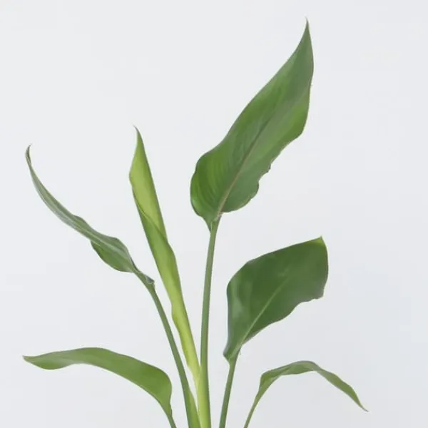 Hot Papegojblomma - Strelitzia reginea - Höjd 25-40cm - ⌀9cm Krukväxter Inomhus