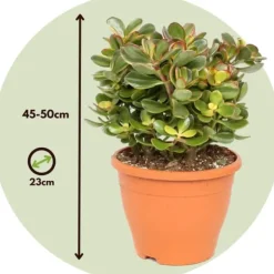 Paradisträd - Crassula ovata 'Sunset' - Höjd 45-50cm - ⌀23cm