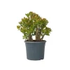 Paradisträd - Crassula ovata 'Sunset' - Höjd 55-60cm - ⌀30cm