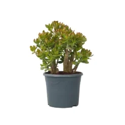 Paradisträd - Crassula ovata 'Sunset' - Höjd 55-60cm - ⌀30cm