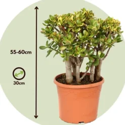 Paradisträd - Crassula ovata 'Sunset' - Höjd 55-60cm - ⌀30cm