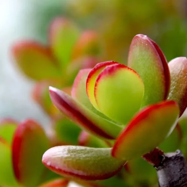 Paradisträd - Crassula ovata 'Sunset' - Höjd 55-60cm - ⌀30cm