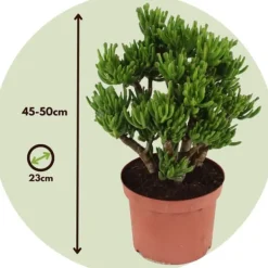 Paradisträd - Crassula ovata 'Hobbit' - Höjd 45-50cm - ⌀23cm Krukväxter Inomhus