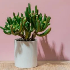 Paradisträd - Crassula ovata 'Hobbit' - Höjd 45-50cm - ⌀23cm Krukväxter Inomhus
