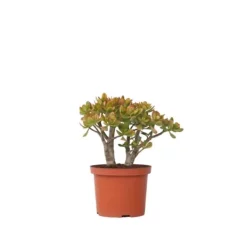 Paradisträd - Crassula ovata 'Sunset' - Höjd 30-35cm - ⌀17cm