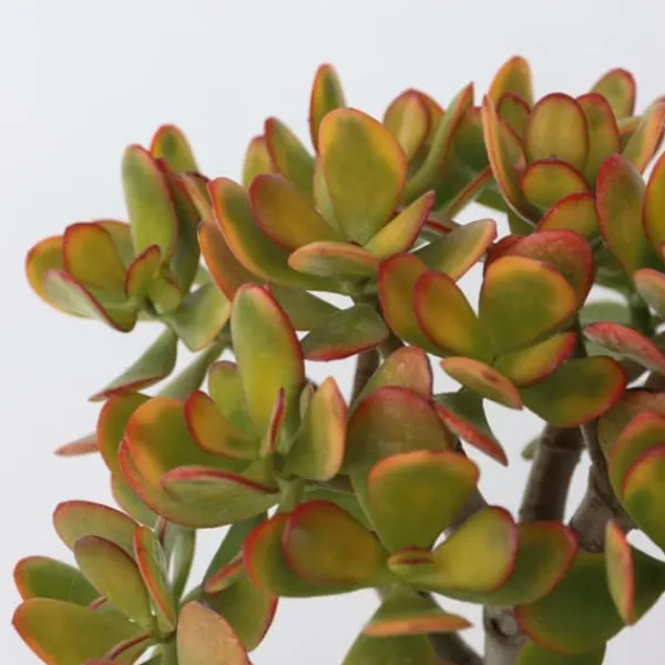 Paradisträd - Crassula ovata 'Sunset' - Höjd 30-35cm - ⌀17cm