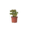 Paradisträd - Crassula ovata 'Minor' - Höjd 45-50cm - ⌀23cm