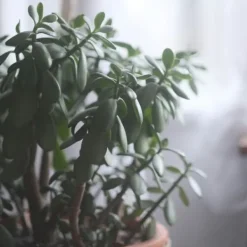 Paradisträd - Crassula ovata 'Minor' - Höjd 45-50cm - ⌀23cm