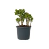 Paradisträd - Crassula ovata 'Minor' - Höjd 60-65cm - ⌀30cm