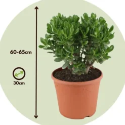 Paradisträd - Crassula ovata 'Minor' - Höjd 60-65cm - ⌀30cm