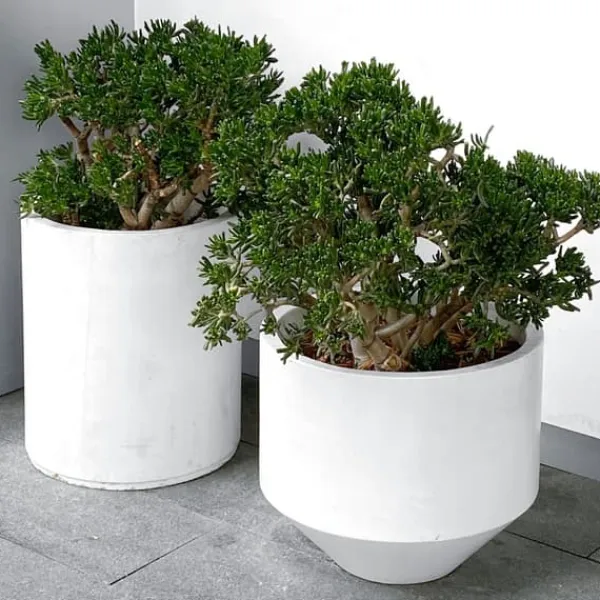 Paradisträd - Crassula ovata 'Minor' - Höjd 60-65cm - ⌀30cm