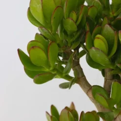 Paradisträd - Crassula ovata 'Minor' - Höjd 60-65cm - ⌀30cm