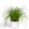 Paraplypalm (Cyperus alternifolius) Ø12 cm, Höjd ca 20 cm
