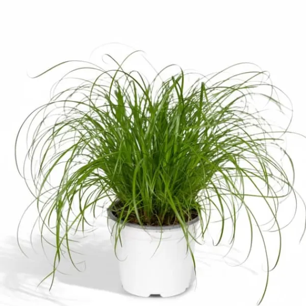 Paraplypalm (Cyperus alternifolius) Ø12 cm, Höjd ca 20 cm