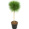 Clearance Parasolgran - Pinus 'Summer Breeze' - Höjd 70-80cm - ⌀24cm Trädgårdsväxter