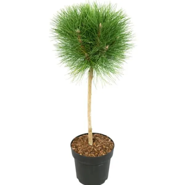 Clearance Parasolgran - Pinus 'Summer Breeze' - Höjd 70-80cm - ⌀24cm Trädgårdsväxter