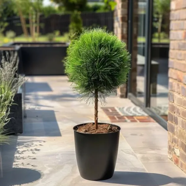 Clearance Parasolgran - Pinus 'Summer Breeze' - Höjd 70-80cm - ⌀24cm Trädgårdsväxter