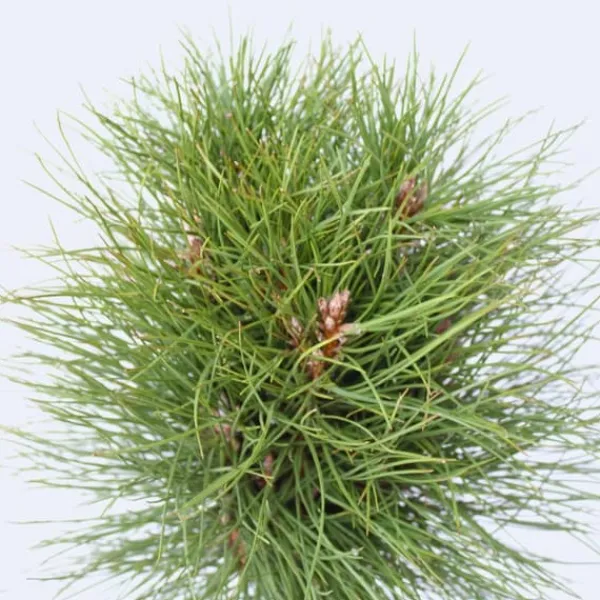 Clearance Parasolgran - Pinus 'Summer Breeze' - Höjd 70-80cm - ⌀24cm Trädgårdsväxter