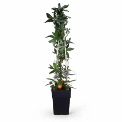 Passionsblomma 65 cm i 15 cm kruka - 4-pack