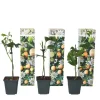 Outlet Passionsblomma - Set om 3 - Passiflora edulis 'Frederick' - Höjd 25-40cm - ⌀9cm Krukväxter Inomhus