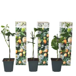 Outlet Passionsblomma - Set om 3 - Passiflora edulis 'Frederick' - Höjd 25-40cm - ⌀9cm Krukväxter Inomhus