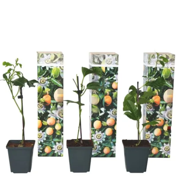 Outlet Passionsblomma - Set om 3 - Passiflora edulis 'Frederick' - Höjd 25-40cm - ⌀9cm Krukväxter Inomhus
