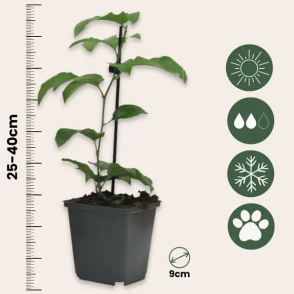 Outlet Passionsblomma - Set om 3 - Passiflora edulis 'Frederick' - Höjd 25-40cm - ⌀9cm Krukväxter Inomhus