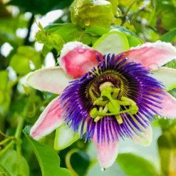 Outlet Passionsblomma - Set om 3 - Passiflora edulis 'Frederick' - Höjd 25-40cm - ⌀9cm Krukväxter Inomhus