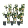 Online Passionsblomma - Set om 6 - Passiflora edulis 'Frederick' - Höjd 25-40cm - ⌀9cm Trädgårdsväxter