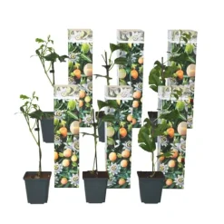 Online Passionsblomma - Set om 6 - Passiflora edulis 'Frederick' - Höjd 25-40cm - ⌀9cm Trädgårdsväxter