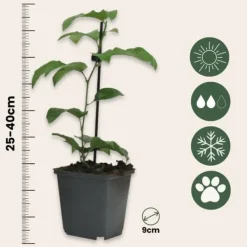 Online Passionsblomma - Set om 6 - Passiflora edulis 'Frederick' - Höjd 25-40cm - ⌀9cm Trädgårdsväxter