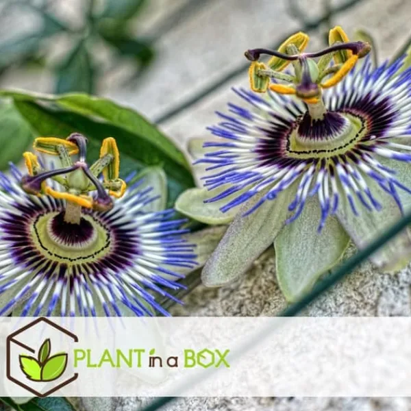 Online Passionsblomma - Set om 6 - Passiflora edulis 'Frederick' - Höjd 25-40cm - ⌀9cm Trädgårdsväxter