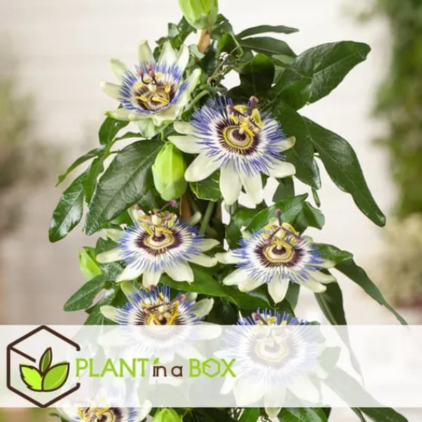 Online Passionsblomma - Set om 6 - Passiflora edulis 'Frederick' - Höjd 25-40cm - ⌀9cm Trädgårdsväxter