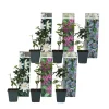 Outlet Passionsblomma - Set om 6 - Passiflora hybridum - Höjd 25-40cm - ⌀9cm Blommor