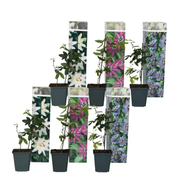 Outlet Passionsblomma - Set om 6 - Passiflora hybridum - Höjd 25-40cm - ⌀9cm Blommor