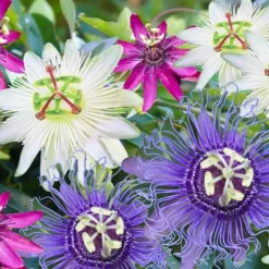 Best Passionsblomma - Set om 3 - Passiflora hybridum - Höjd 25-40cm - ⌀9cm Blommor