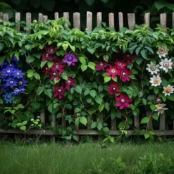 Best Passionsblomma - Set om 3 - Passiflora hybridum - Höjd 25-40cm - ⌀9cm Blommor