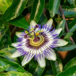 Best Passionsblomma - Set om 3 - Passiflora hybridum - Höjd 25-40cm - ⌀9cm Blommor