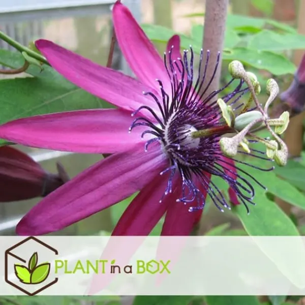 Best Passionsblomma - Set om 3 - Passiflora hybridum - Höjd 25-40cm - ⌀9cm Blommor