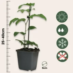 Best Passionsblomma - Set om 3 - Passiflora hybridum - Höjd 25-40cm - ⌀9cm Blommor