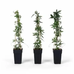 Passionsblomma Mix 65 cm i Kruka Ø15 cm (3-pack)