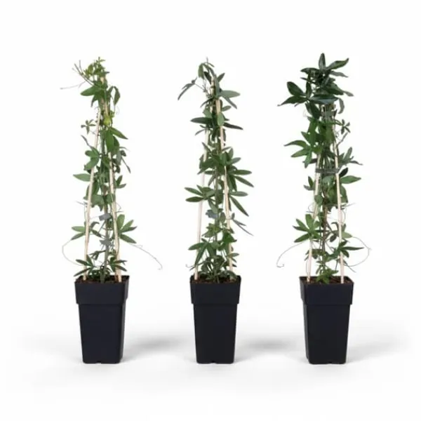 Passionsblomma Mix 65 cm i Kruka Ø15 cm (3-pack)