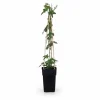 Passionsblomma 'Purple Haze' 4-pack Kruka Ø15cm Höjd ca 65cm