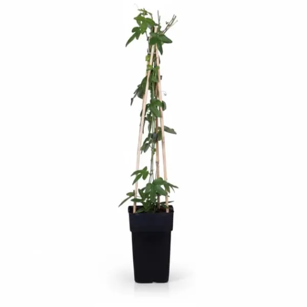 Passionsblomma 'Purple Haze' 4-pack Kruka Ø15cm Höjd ca 65cm