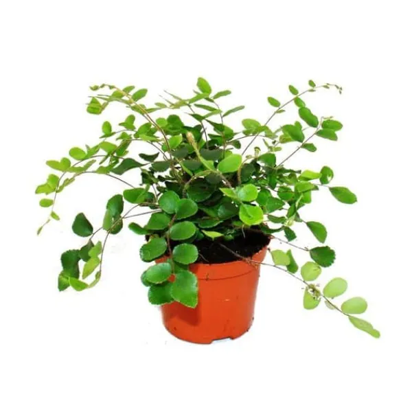 New Pellaea rotundifolia - Pelle eller primitiv ormbunke i världen - kruka 9cm Krukväxter Inomhus