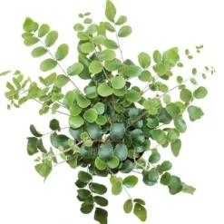 New Pellaea rotundifolia - Pelle eller primitiv ormbunke i världen - kruka 9cm Krukväxter Inomhus