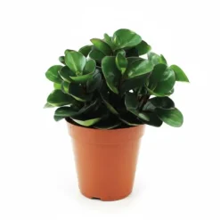 Peperomia Burning Bush Krukväxt Ø15 cm, Höjd ca 25 cm